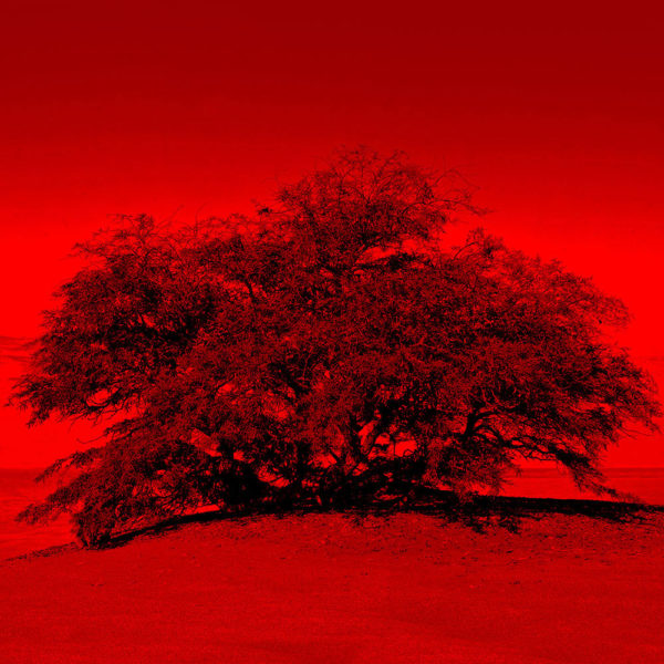 Joaquin-Vio-Arboles-de-Tulor-a-color-IV-fotografia-intervenida-40x40-cm-galeria-la-sala