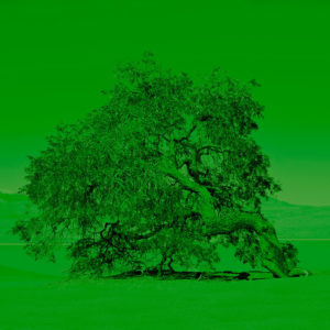 Joaquin-Vio-Arboles-de-Tulor-a-color-V,-fotografia-intervenida-40x40-cm-333200-galeria-la-sala