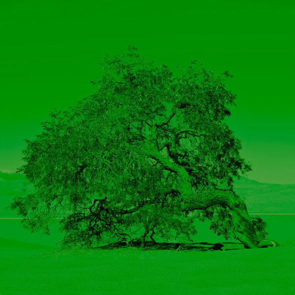 Joaquin-Vio-Arboles-de-Tulor-a-color-V,-fotografia-intervenida-40x40-cm-333200-galeria-la-sala