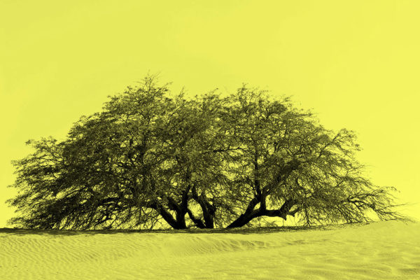Joaquin-Vio,-Arboles-de-Tulor-a-color,--fotografia-intervenida,-40-x-40-cm-galeria-la-sala