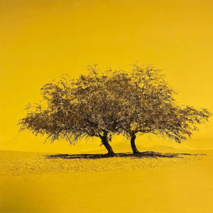 Joaquin-Vio,-Arboles-de-Tulor,-fotografia,-40-x-40-cm-357000 galeria la sala
