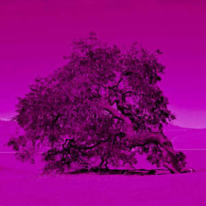 Joaquin-Vio,-Serie-Arboles-de-Tul-or-rosa,-fotografia-analofa-intervenida,-impresion-papel-celulosa-y-tintas-organicas,-40-x-40-cm-galeria-la-sala