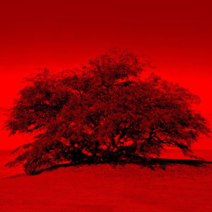 Joaquin-Vio,-Serie-Arboles-de-Tulo-r,-fotografia-analofa-intervenida,-impresion-papel-celulosa-y-tintas-organicas,-40-x-40-cm,-USD$400-galeria-la-sala