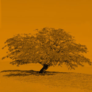 Joaquin-Vio,-Serie-Arboles-de-Tulor-a-color-I-I,-fotografia-intervenida-40-x-40-cm-galeria-la-sala
