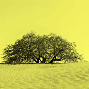 Joaquin-Vio,-Serie-Arboles-de-Tulor-amarillo,-fotografia-anaofa-intervenida,-impresion-papel-celulosa-y-tintas-organicas,-40-x-40-cm-galeria-la-sala